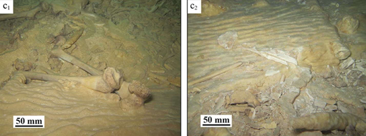 Antes y después del saqueo en la cueva mexicana en la que se realizó el descubrimiento. (Stinnesbeck y colaboradores) Apenas el 10% del esqueleto quedó en el lugar, incluyendo la pelvis cubierta por la estalagmita