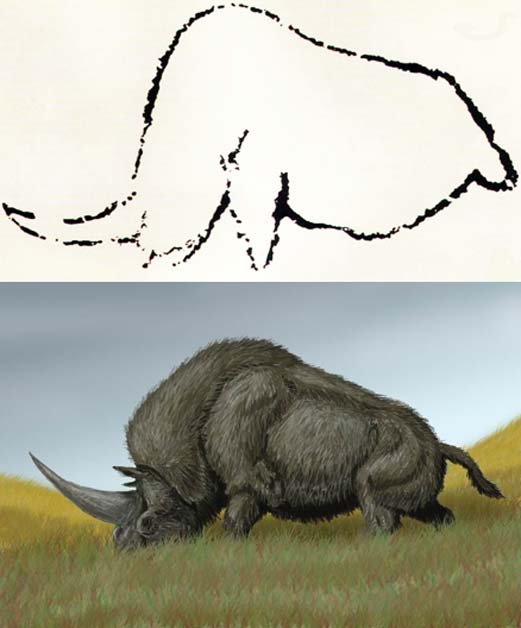 Arriba: Arte rupestre de Rouffignac, Francia, en el que se observa un animal que se cree que podría ser el extinto Elasmotherium. (Public Domain) Abajo: Elasmotherium sibiricum. (DiBgd/CC BY SA 3.0)