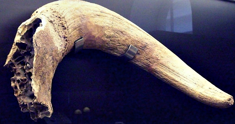 Cuerno de uro datado en 200.000 años de antigüedad (Pleistoceno superior) hallado en Rivas-Vaciamadrid, España. Museo Arqueológico Nacional de Madrid. (Zaqarbal/GNU Free)