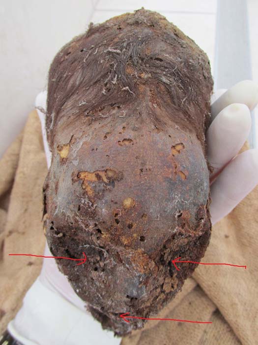 La cabeza elongada momificada de un recién nacido hallada recientemente en Perú. Las flechas señalan las fosas oculares y la boca. (Brien Foerster / Hidden Inca Tours)