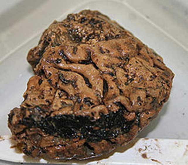Cerebro de Heslington, del que se descubrió que tenía más de 2.500 años de antigüedad. (York Archaeological Trust)