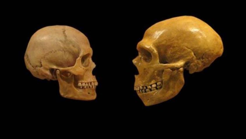 ComparaciÃ³n de los crÃ¡neos de un humano moderno (izquierda) y un Neandertal (derecha). (CC BY SA 2.0)