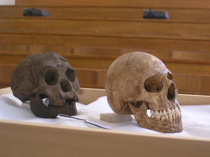 Comparativa entre una reconstrucción del cráneo de un hombre “hobbit” (izquierda) y el cráneo de un humano moderno (derecha) en la que puede apreciarse claramente el menor tamaño del primero. (Avandergeer/CC BY-SA 3.0)