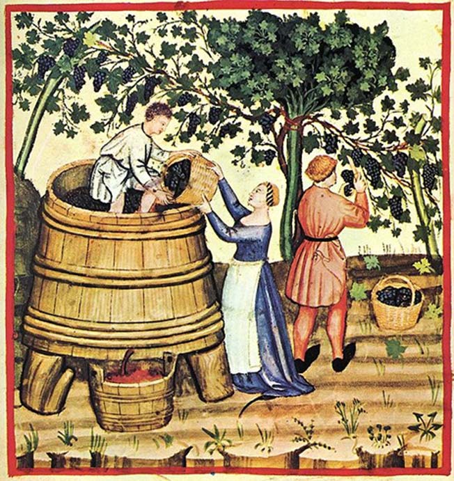 Cosecha y producción de vino en el siglo XIV. (Dominio público)