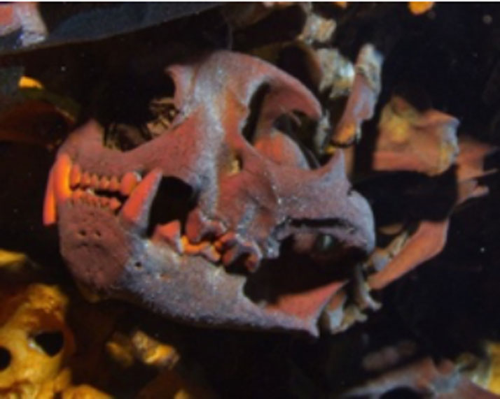 Cráneo de un carnívoro hallado en el Hoyo Negro (HoyoNegro.org)