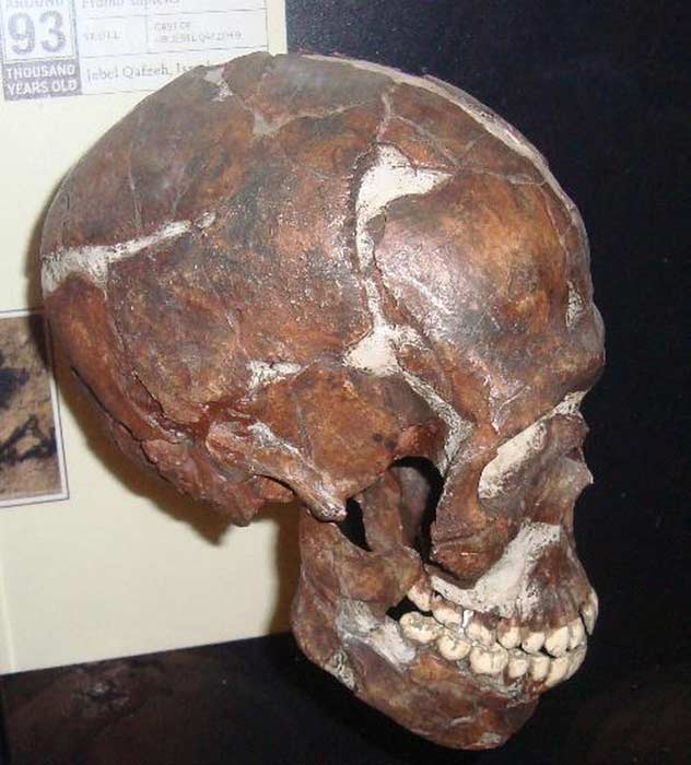 Cráneo de un niño discapacitado hallado en el sistema de cuevas de Qafzeh, localizado en Galilea, Israel. (Public domain)