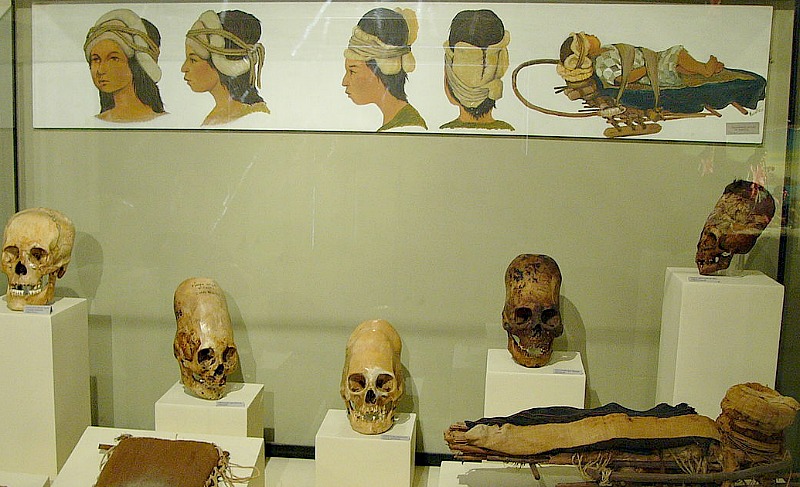 Vitrina con cráneos deformados en el Museo Regional de Ica, Perú. (Namiac/CC BY-SA 3.0)