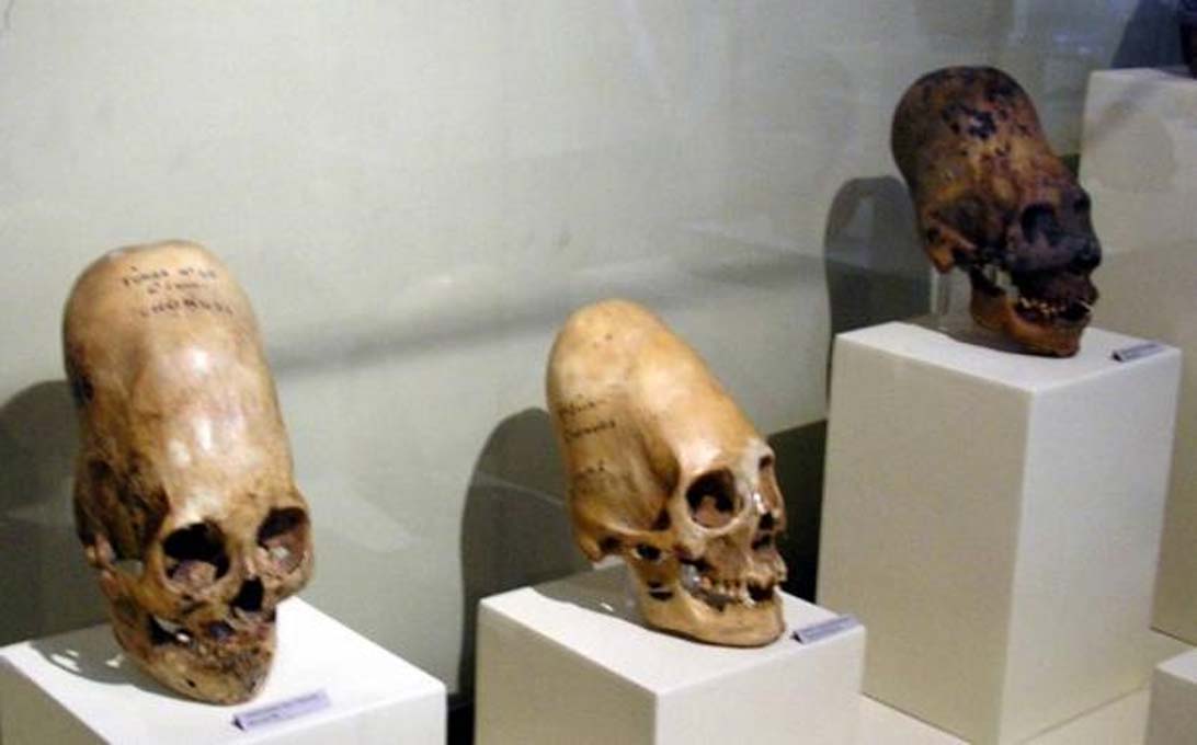 Cráneos elongados expuestos en el Museo Regional de Ica, Perú. (Public Domain)