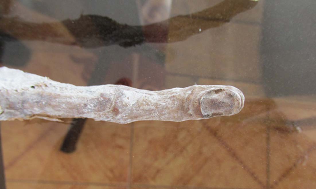 Vista en primer plano de uno de los dedos de la extraña mano, en el que se observa claramente una uña similar a las de humanos o primates. (Fotografía: Brien Foerster / Hidden Inca Tours)