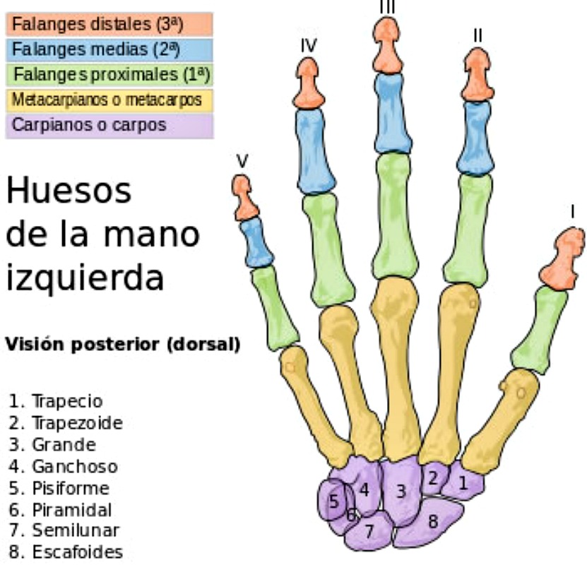 Figura 1: Estructura ósea de una mano izquierda humana. Fuente: Wikipedia