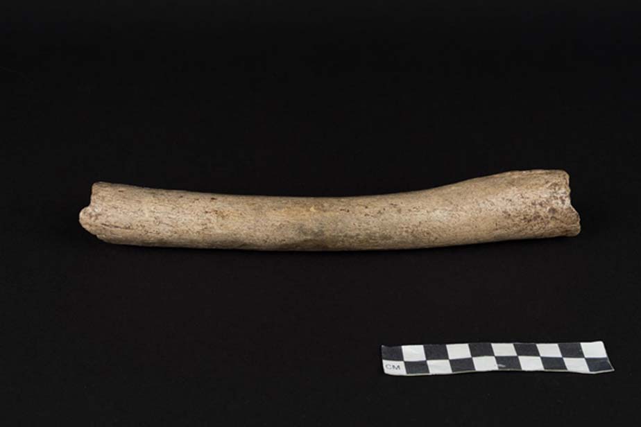 El hueso (un fémur) que ha aportado los datos genéticos del ADN mitocondrial ha resultado pertenecer a la rama Neandertal. Fotografía: Oleg Kuchar © Photo Museum Ulm