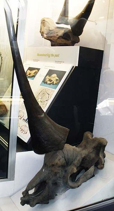 Fósil de Elasmotherium en exposición en el Museo de Historia Natural de Londres. (CC BY SA 3.0)