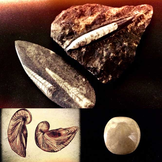 Fósiles utilizados con fines medicinales en Europa: belemnites, considerados rayos petrificados, pezuñas del diablo (conchas de gryphaea) y huevos (en realidad erizos de mar) (Legendz Collective)