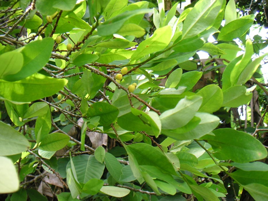 hojas-de-coca