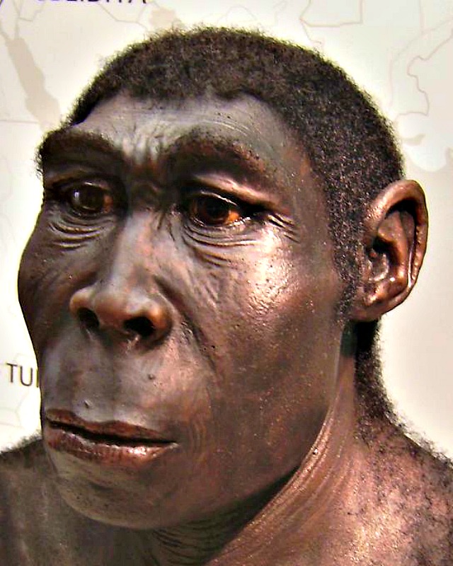 Reconstrucción de un ejemplar de Homo erectus expuesta en el Museo del Estado de Westfalia, Herne, Alemania. (klimaundmensch.de/CC BY-SA 2.5)
