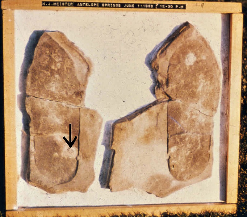 La huella de Meister. Foto proporcionada por Clifford Burdick en el año 1982. La flecha señala uno de los trilobites que aparecen en la muestra. (Fotografía: La Gran Época/talkorigins.org)