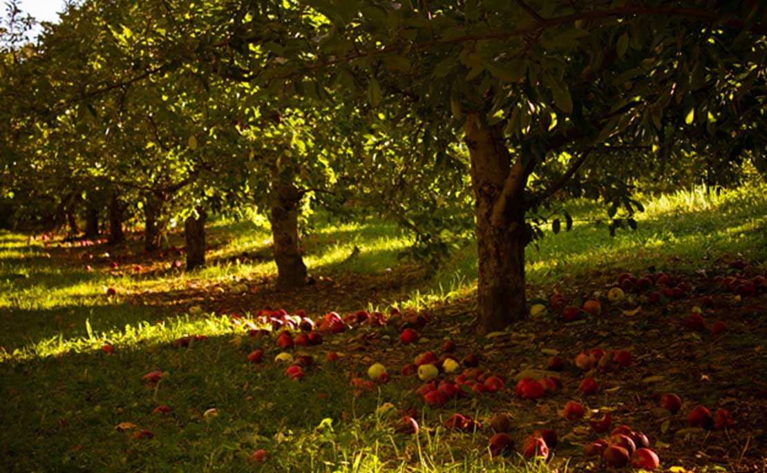 Huerto con abundantes manzanos (Porsche Brosseau/CC BY 2.0). Al parecer, tanto Ávalon como la isla de Man albergaban numerosos manzanos silvestres.