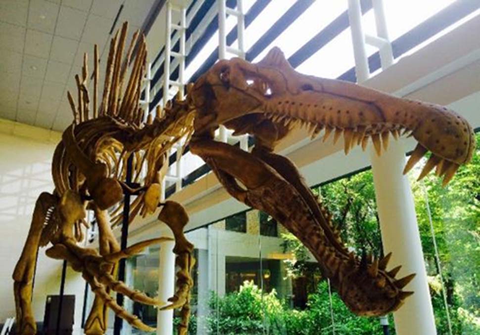Los huesos de dinosaurio eran utilizados antiguamente como medicamentos ‘mágicos’. (Legendz Collective)