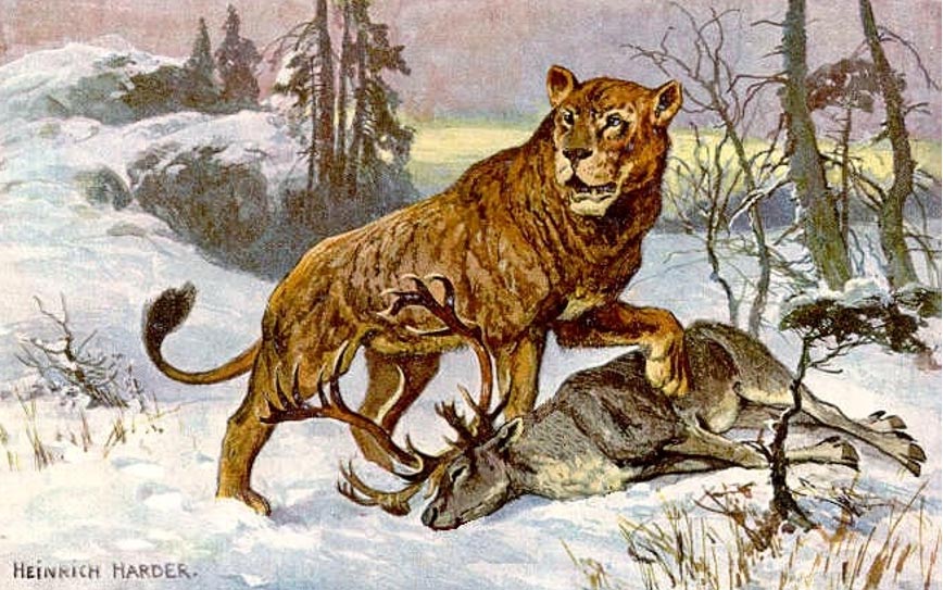 Esta pintura de un león de las cavernas (Panthera leo spelaea) fue realizada para ilustrar una tarjeta de una colección de treinta titulada “Tiere der Urwelt” (Animales del Mundo Prehistórico). De la serie III. El león de la ilustración se está alimentando de un reno. (Dominio público)