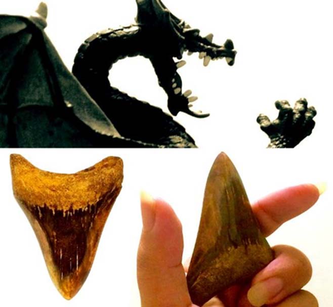 Las “lenguas de dragón”, en realidad dientes de tiburón fosilizados, eran utilizadas antiguamente en la región mediterránea como amuletos, en adivinación y en medicina. (Legendz Collective)