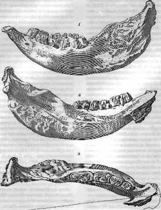 La “Mandíbula de Moscú”, holotipo del Elasmotherium sibiricum. (Public Domain)