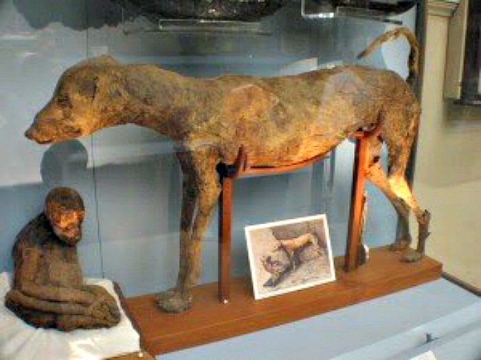 Momias de perro y babuino encontradas en la tumba KV50, descubierta en 1906 por Edward Ayrton. (Fotografía: Historia Enigmática)