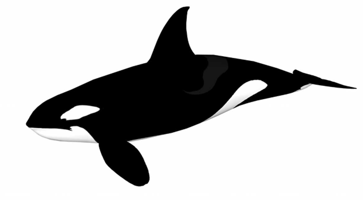 Dibujo moderno de una orca o ballena asesina (Dominio público)