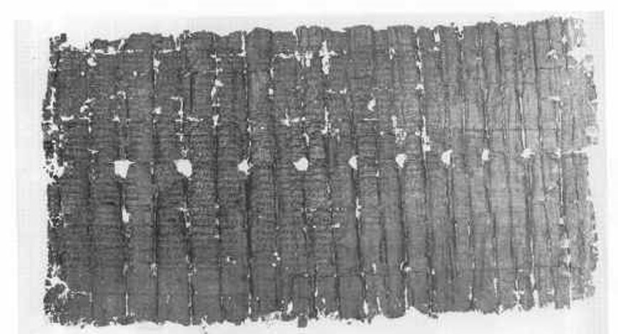 Papiro de Herculano 1428: Filodemo, ‘De la piedad’. (The Friends of Herculaneum Society)