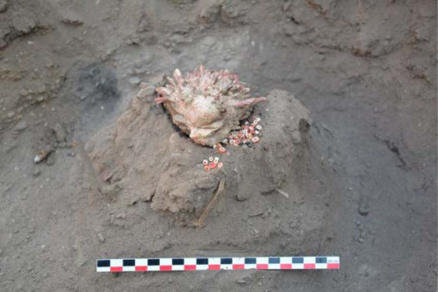 Se encontraron conchas de Spondylus en la costa ecuatoriana de la zona monumental inca. (Imagen: Â© P. Eeckhout, ULB)