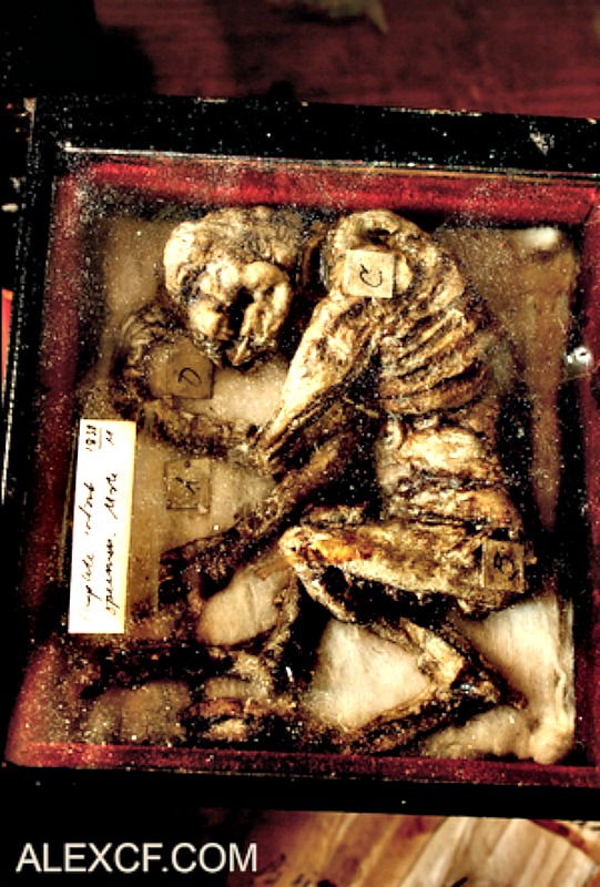 Los restos de un supuesto súcubo expuesto en las vitrinas de tan inusual museo. (Fotografía: Merrylin Cryptid Museum)