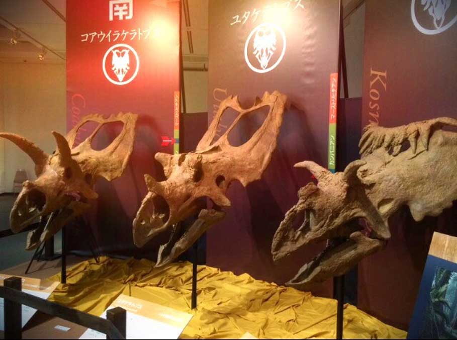Estos tres cráneos de ceratops expuestos en un museo podrían muy bien haber sido tomados por restos de míticos dragones en la antigüedad (Legendz Collective)