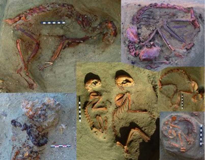Portada - Fotografías de algunas de las tumbas de gatos descubiertas recientemente en el antiguo cementerio de Berenike (Egipto). (Marta Osypińska)
