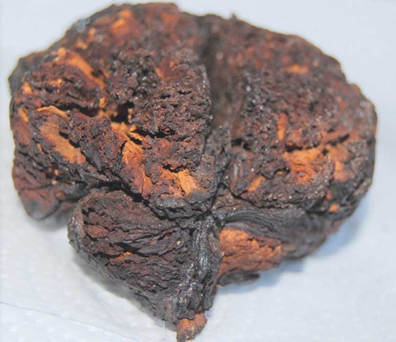 Portada - Tejido cerebral de hace 4.000 años hallado en Seyitömer Höyük, Turquía. (UC San Diego Health) 