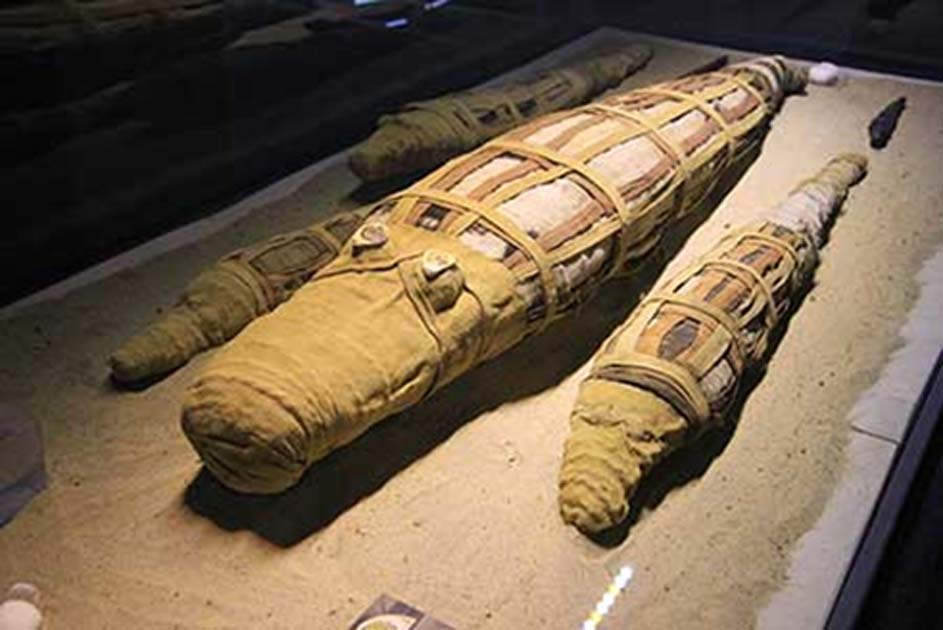 Portada - Momias de cocodrilos del Templo de Kom Ombo. (Michael Birrell/ B.C. Archaeology)