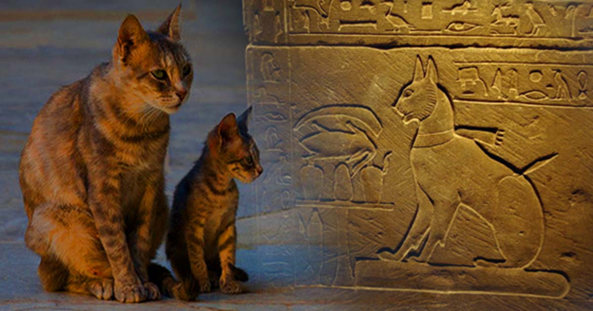 Portada - Derecha: Decoración del sarcófago del gato del príncipe Tutmosis (CC BY 2.0). Izquierda: gatos de Bou Inania (Marruecos). (CC BY-NC 2.0)