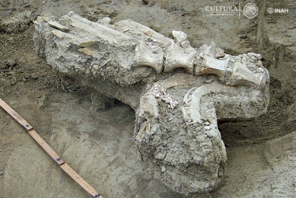 Portada - Restos óseos de un bisonte localizados en el municipio mexicano de Terán. (Fotografía: Araceli Rivera/INAH)