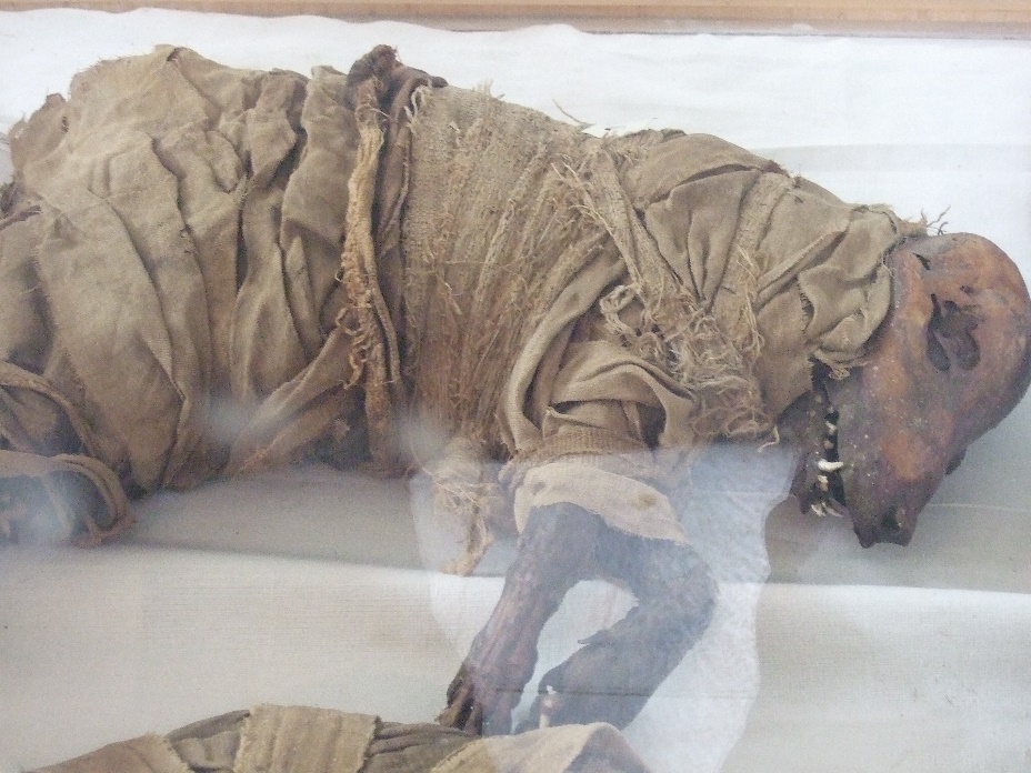 Perro momificado, Museo Escuela Taggart, Assuyt, Egipto Medio