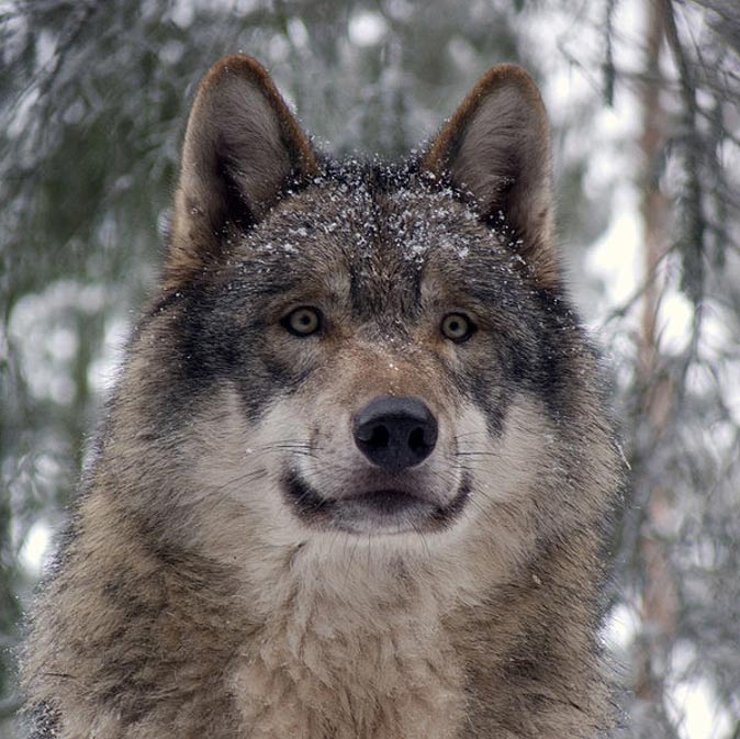 Los orígenes del perro: el mejor amigo del hombre desde hace más de 33.000 años  Lobo-gris