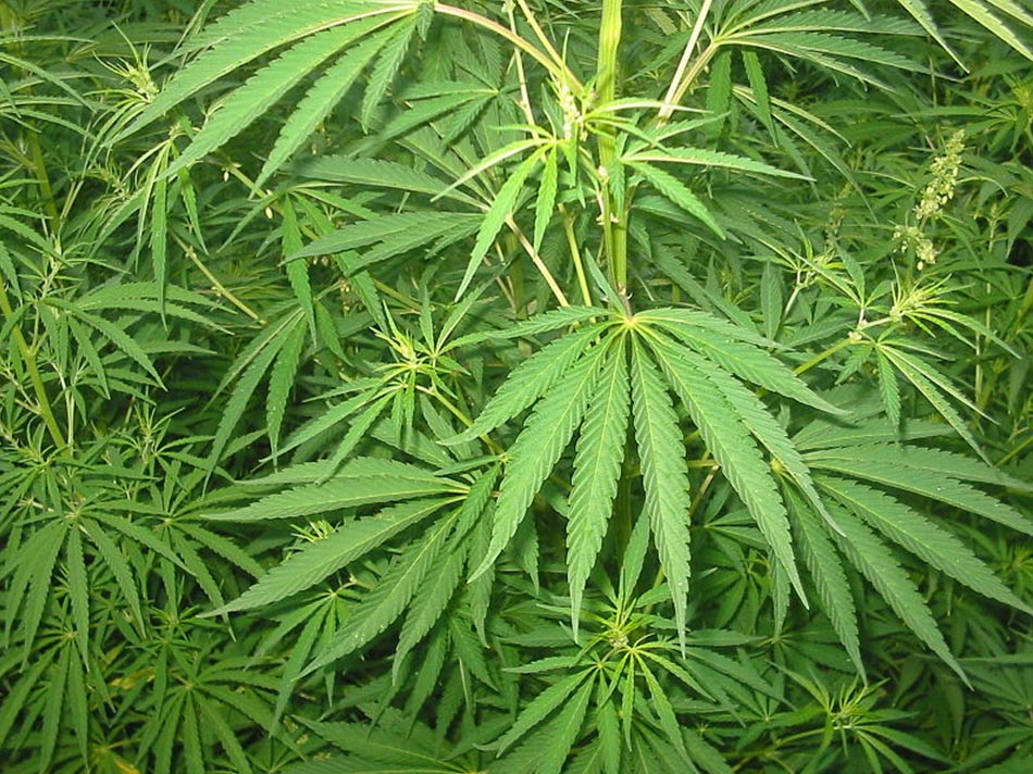 Planta de Cannabis Sativa (Wikimedia Commons)