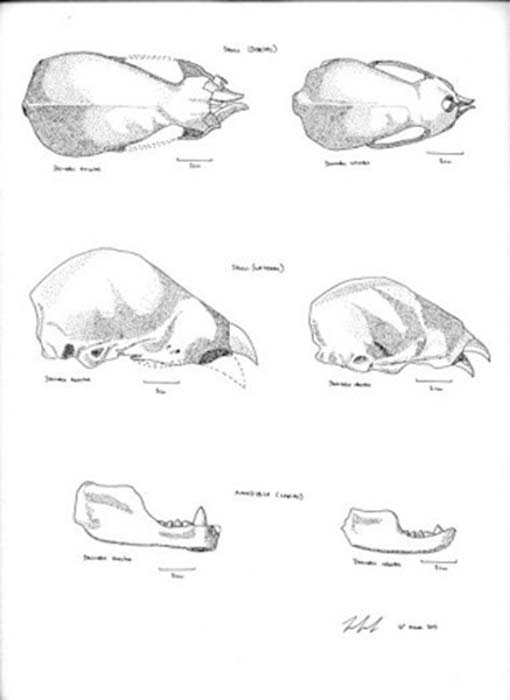 Comparaciones de los cráneos fósiles de Desmodus draculae (izquierda) con el murciélago vampiro común, Desmodus rotundus. (Ilustraciones de Jan Freedman, basadas en las Figuras de Morgan et al. 1988)