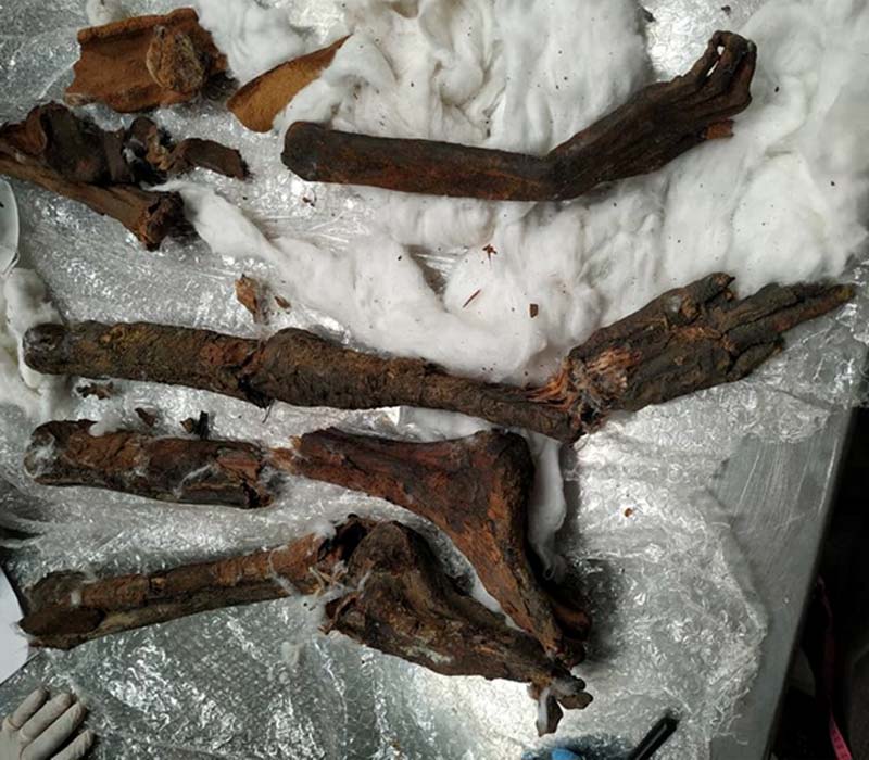 Las partes de momia de contrabando se encontraron metidas en un altavoz.