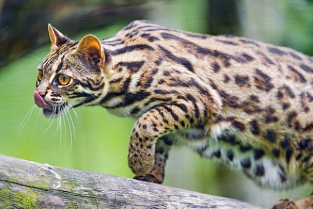 El gato leopardo asiático: primo lejano de nuestros gatos domesticado en  China hace 5.000 años | Ancient Origins España y Latinoamérica
