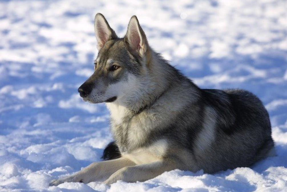 Los orígenes del perro: el mejor amigo del hombre desde hace más de 33.000 años  Portada-Perro-Tamaskan
