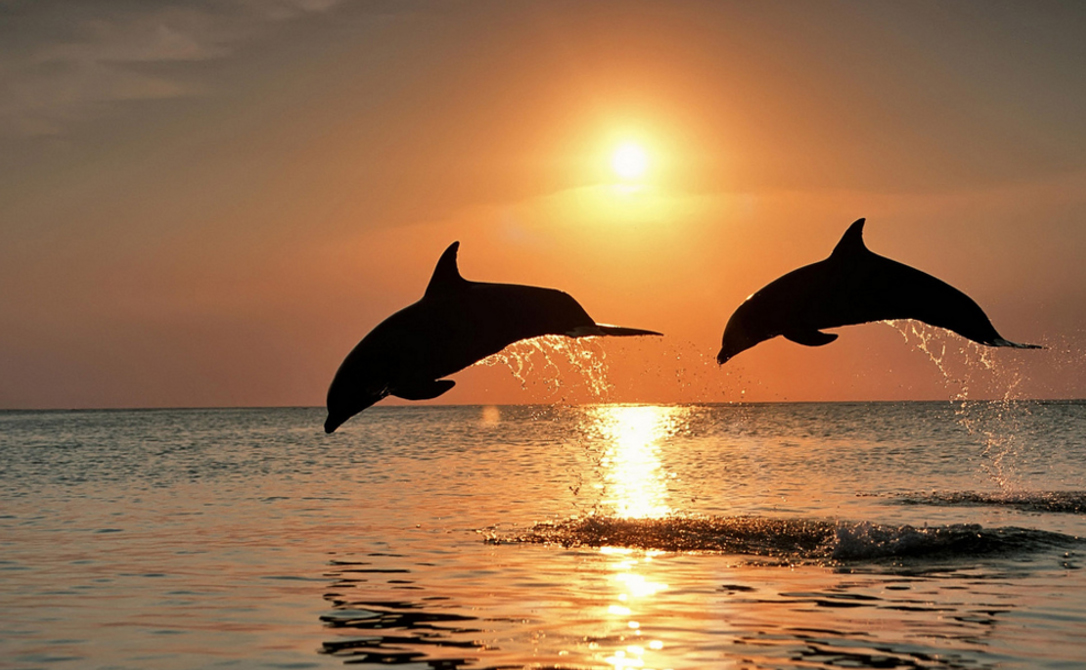 Navegantes precolombinos de Panamá: ¿cazadores de delfines? | Ancient  Origins España y Latinoamérica