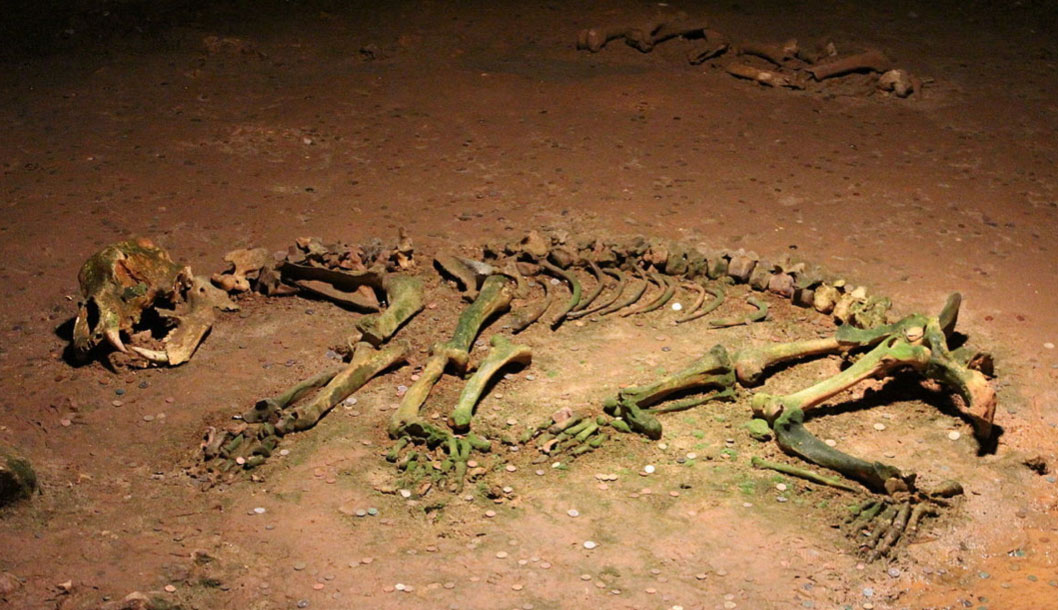 Esqueleto de un oso cavernario prehistÃ³rico. Fuente: Fizped / CC BY-SA 3.0
