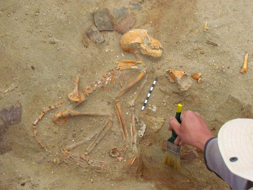 El esqueleto completo de uno de los monos mascotas indios hallados por investigadores polacos en un cementerio de mascotas en el antiguo puerto de Berenice, Egipto.