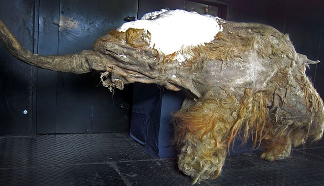 Utilizando material genético de este mamut muerto, los investigadores japoneses han dado los primeros pasos para devolver la vida a los mamuts. Fuente: Cyclonaut / CC BY-SA 4.0