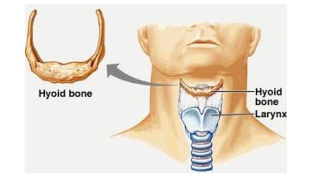 Imagen que representa la ubicación del hueso hioides y la laringe en un humano moderno (Lasaludfamiliar)