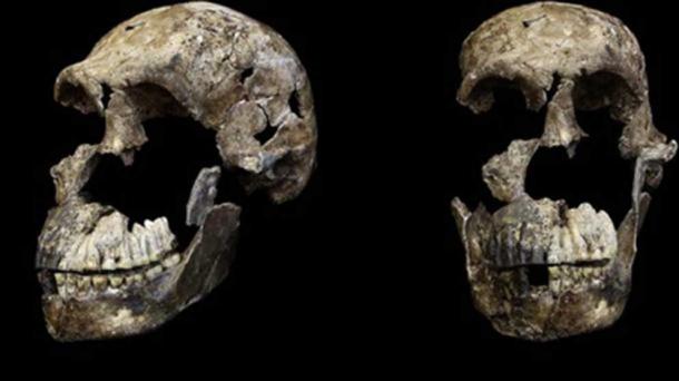 Cráneo masculino adulto "H. naledi ’de la cámara de Lesedi, Naledi, Sudáfrica. (CC BY 4.0)