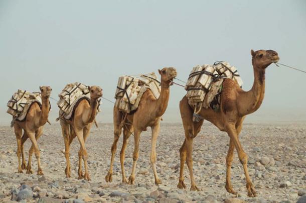 Caravana de camellos con bloques de sal, rumbo a la ruta del comercio de sal. Fuente: Marisha_SL / Adobe.